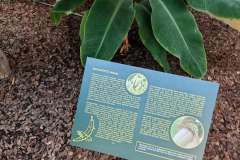 Zielona tabliczka z nazwą rośliny, umieszczona wśród liści, z informacją o pochodzeniu