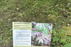 Zielona tabliczka z nazwą rośliny, umieszczona wśród liści, z informacją o pochodzeniu