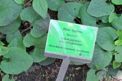 Zielona tabliczka z nazwą rośliny, umieszczona wśród liści, z informacją o pochodzeniu