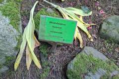 Zielona tabliczka z nazwą rośliny, umieszczona wśród liści, z informacją o pochodzeniu