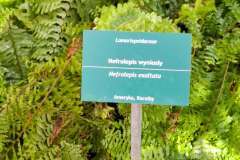 Zielona tabliczka z nazwą rośliny, umieszczona wśród liści, z informacją o pochodzeniu