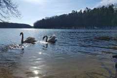 Swans